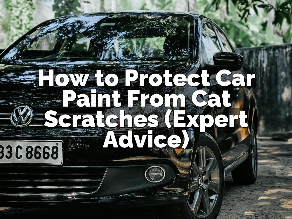 How to Protect Car Paint From Cat Scratches (Expert Advice)