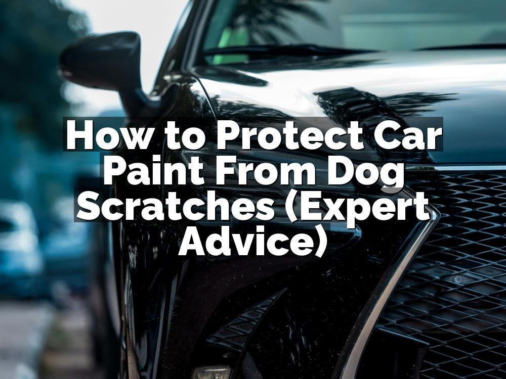 How to Protect Car Paint From Dog Scratches (Expert Advice)