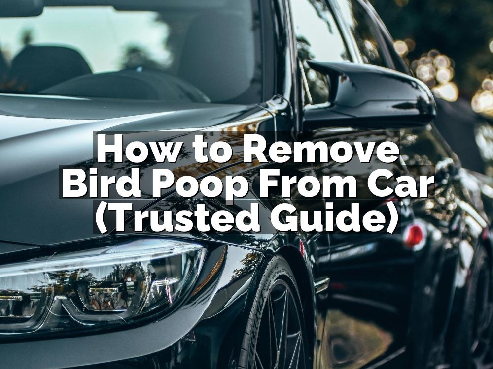 How to Remove Bird Poop From Car (Trusted Guide)